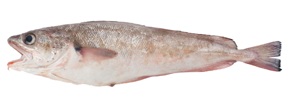 Red Cod Whole