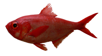 Alfonsino