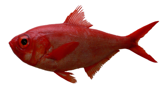 Alfonsino