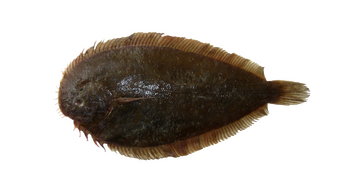 New Zealand Sole