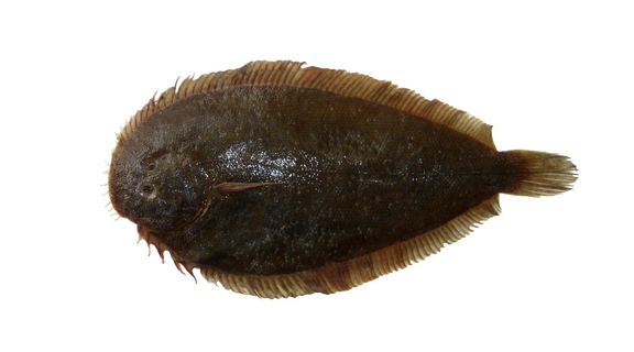 New Zealand Sole