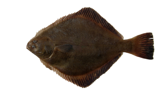 Sand Flounder For Web