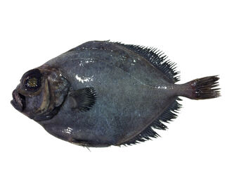 Smooth Oreo Dory