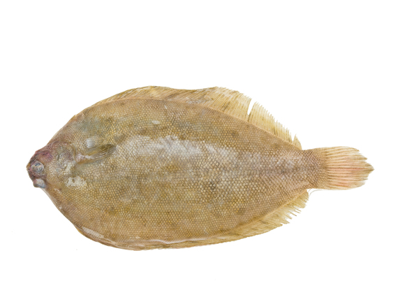 Lemon Sole For Web