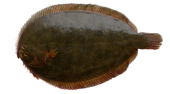 Turbot For Website