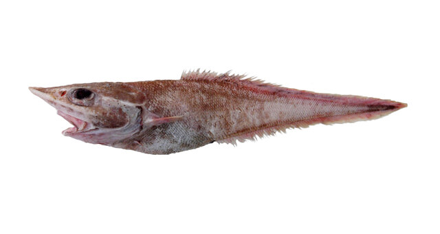 Grenadiers fish discount