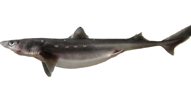 Dogfish pictures discount