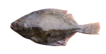 Yellow Belly Flounder Whole For Web 6578B320438053Ef8571877D789D3479