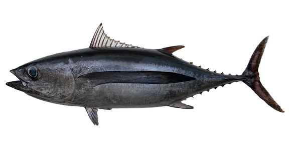 Albacore For Website