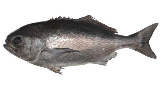 Seafood Species, Bluenose