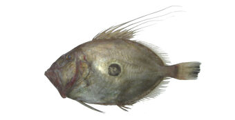 115  John Dory