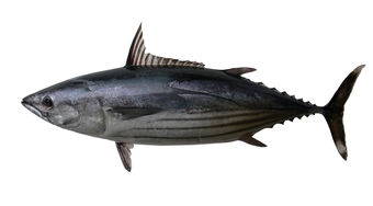 Skipjack Tuna For Web