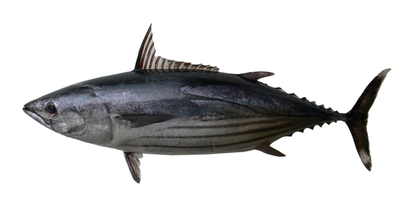 Skipjack Tuna For Web