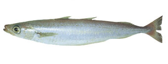 66  Southern Blue Whiting