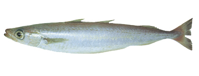 66  Southern Blue Whiting