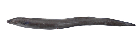 134  Conger Eel