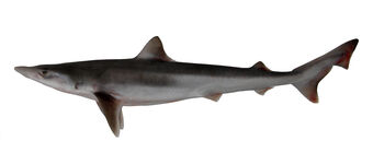 135  School Shark