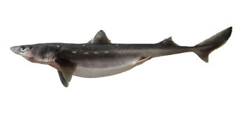 137  Spiny Dogfish