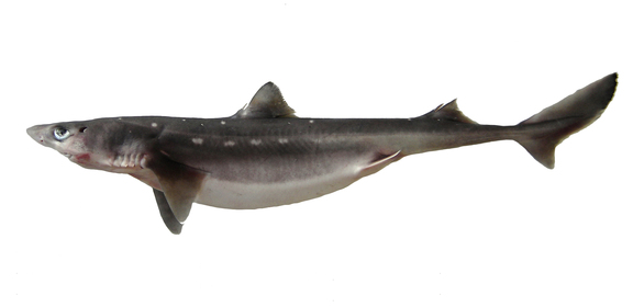 137  Spiny Dogfish