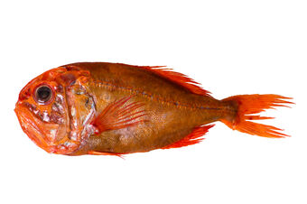 Single Orange Roughy For Web