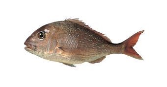 Snapper For Web