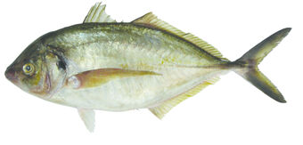 Trevally For Web